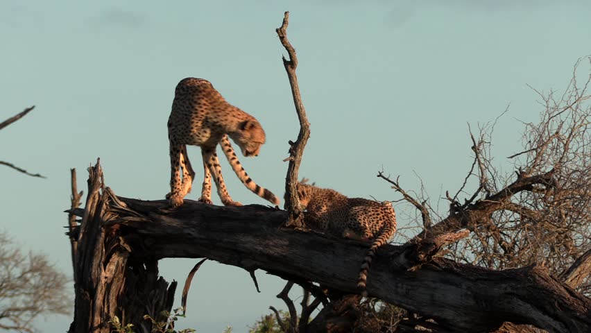 A mother cheetah shows affection when she grooms and licks her cub atop a broken tree in the wild.