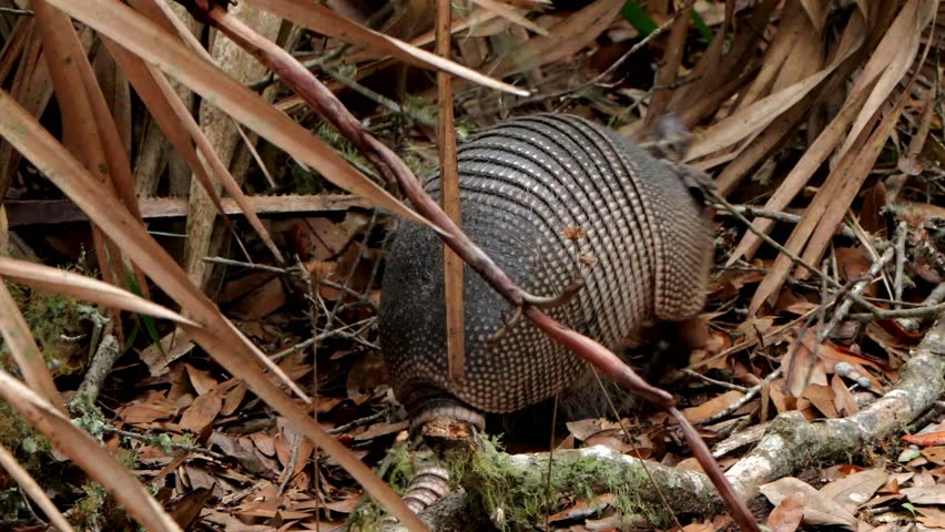 Armadillo crossing a path in a forest
