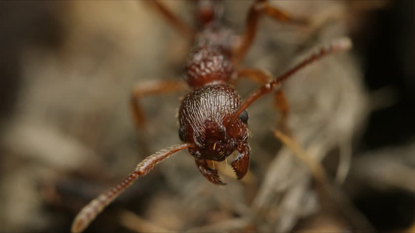 Macro shot of single European fire ant's head with antennae