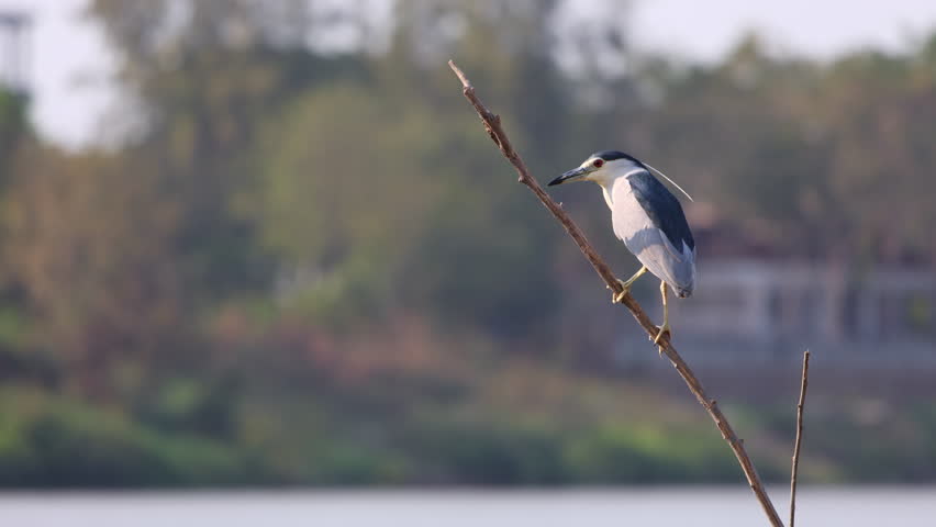 Black-crowned night heron, Nycticorax nycticorax, black-capped night heron, perching on tree branch in nature, adults pale grayish with black cap and back, red eyes, seeking prey, waterside habitat