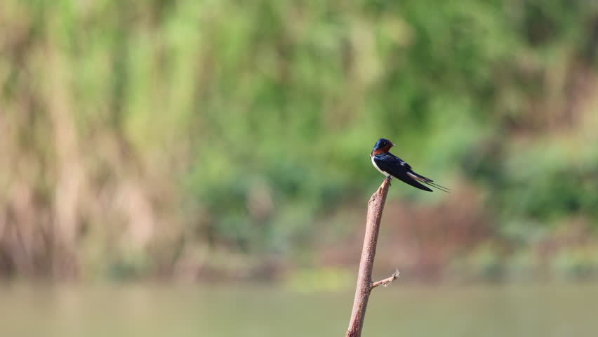 Barn swallow, Hirundo rustica, perching on tree branch in nature, fairly large, colorful swallow, the most widespread species of swallow in the world, seeking prey, waterside habitat