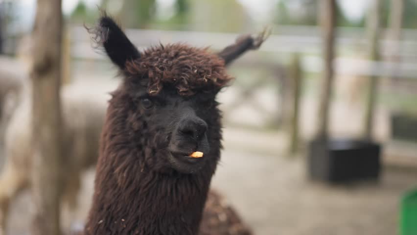 Alpaca face Close up. Portrait of a cute alpaca on a farm. Alpacas graze in the spring meadow high in the mountains. fluffy white alpaca side view. head. Wild animals. Lama. Llama. Goat