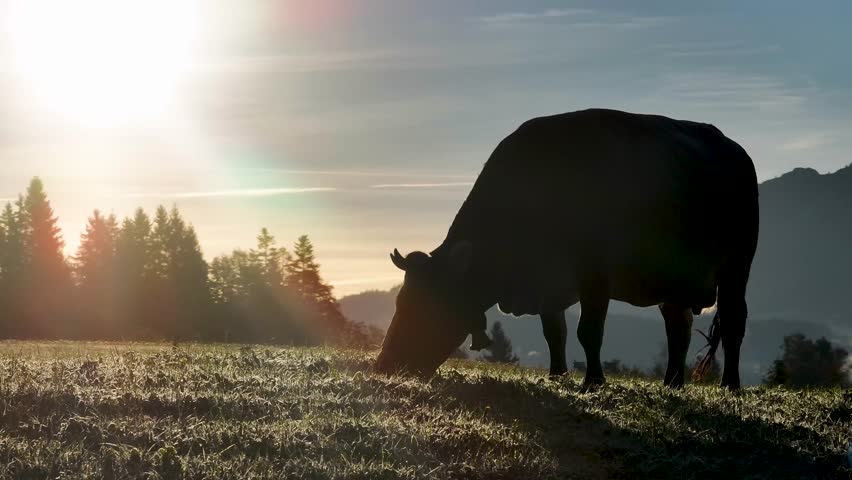 cow grazing in golden sunrise light on an alpine meadow. Silhouetted against the misty mountain backdrop, this peaceful rural scene captures the essence of traditional farming and nature.