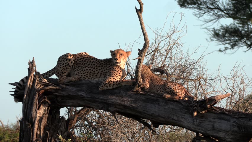 From a vantage point, a mother cheetah with her cub attentively looks around and scans the area for danger.