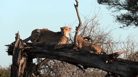 From a vantage point, a mother cheetah with her cub attentively looks around and scans the area for danger. - Powered by Shutterstock - Get 15% off with code: PIKWIZARD15