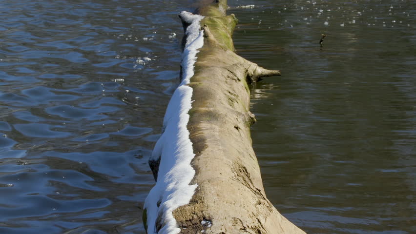 Large, limbless and partially snow covered log from a long dead tree, extends directly out into fresh lake water, like a permanent fixture. Looping video.