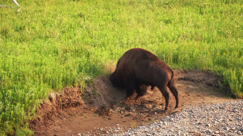 American bison scraping head and itching face in dirt near field edge at Yellowstone National Park, side rearview