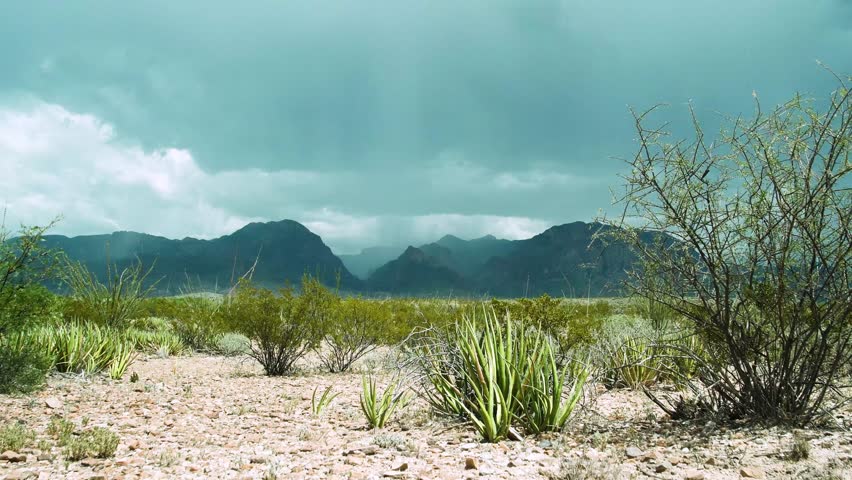 Big Bend National Park, Texas, USA. Dark clouds loom over desert mountains, rain pours steadily, and cacti sway gently in the wind.