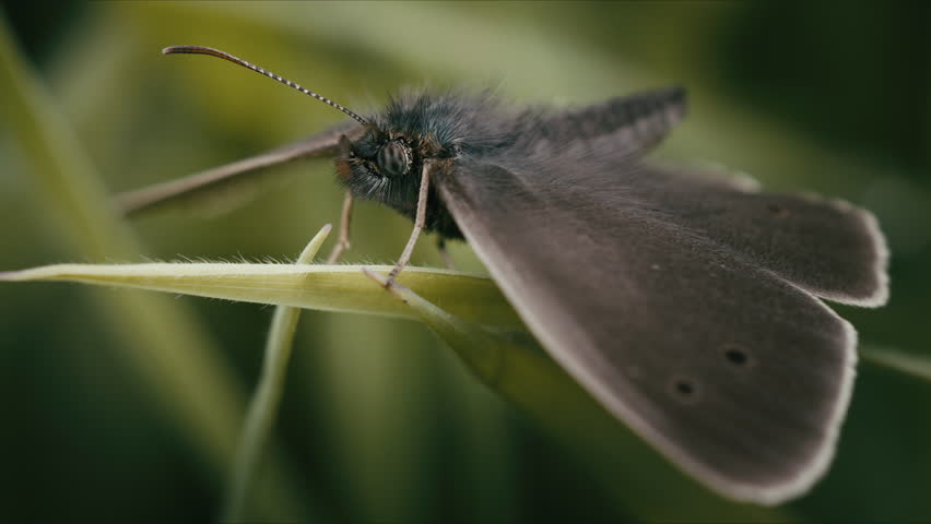 Close-up of ringlet butterfly resting on grass blade with blurred green background