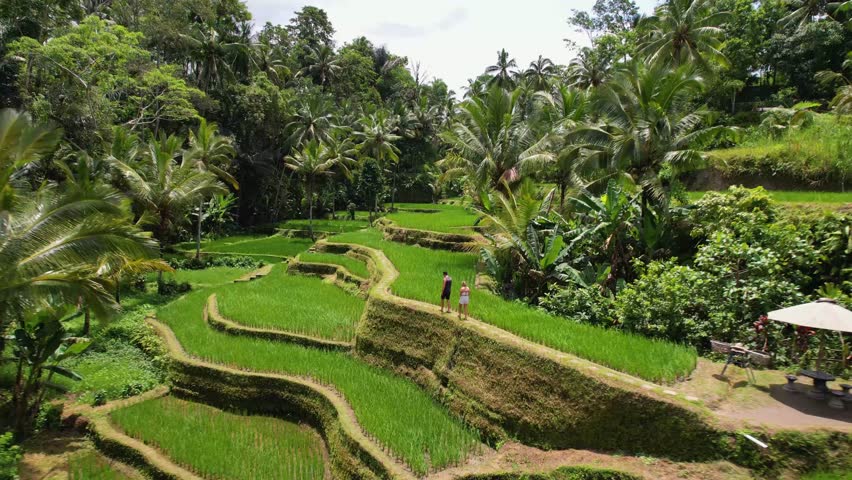 4k drone video of a couple walking through Tegallalang Rice Terraces, surrounded by vegetable fields, palm trees and agriculture landscapes in the Balinese jungle of Ubud, Bali Indonesia