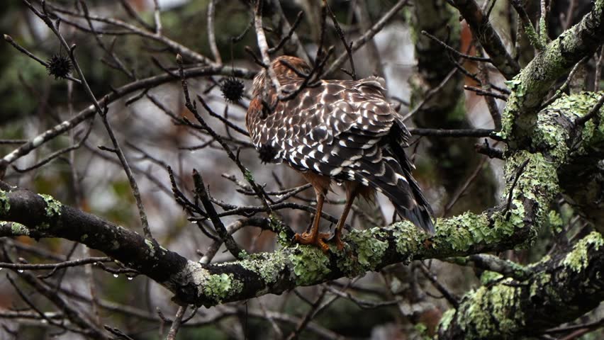 Red shouldered hawk on a branch eating its prey