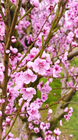 Pink Peach blossom tree in full bloom during springtime, vertical video