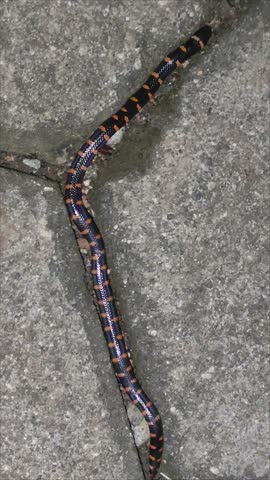 A small Aniliidae snake (Anilius) slithers between paving blocks at night.