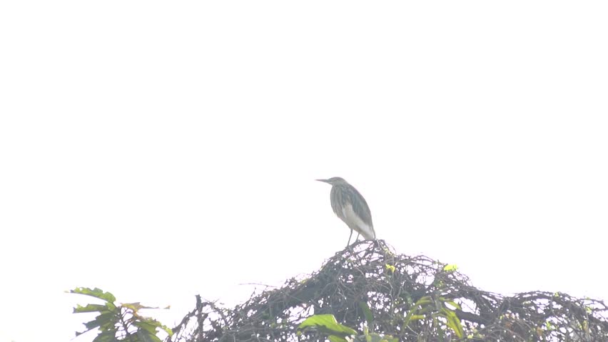 The Indian heron is a medium-sized, long-legged bird with a slender neck, sharp bill, and typically white or grey plumage, often found near water 