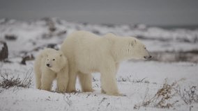 Polar bear and cubs in the Canadian Arctic walking along the Tundra waiting for the ice to freeze - Powered by Shutterstock - Get 15% off with code: PIKWIZARD15
