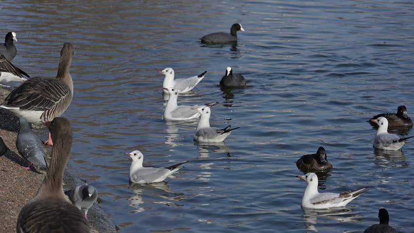 Black-Headed Gulls (Chroicocephalus ridibundus) in winter plumage flying up to catch food thrown to them in a London park. February, UK [Slow motion x10]