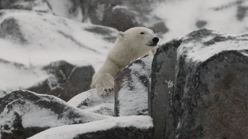 A polar bear investigates its surroundings among large rocks under falling snow in a cold environment. The bear