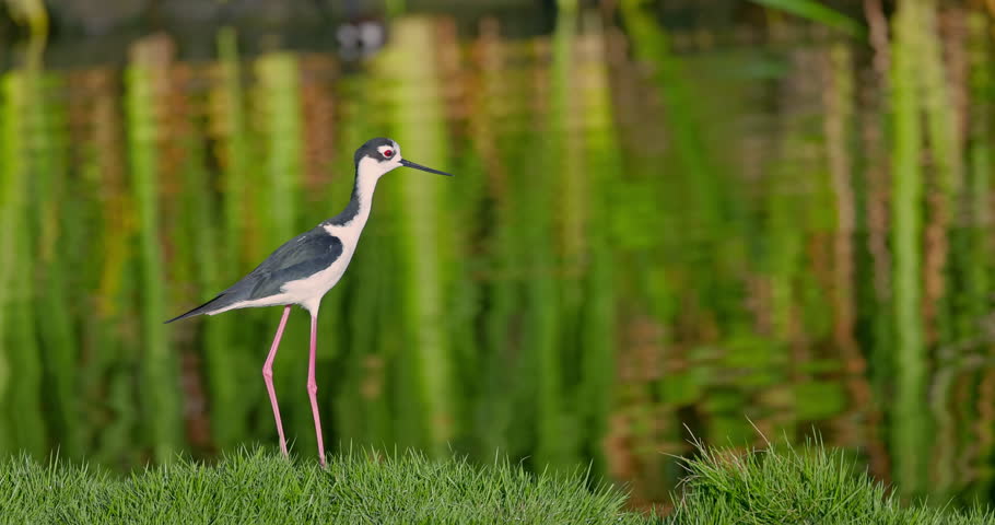 Stilt bird with long thin legs in calm water looking for fish food surrounding green tropical lake lush