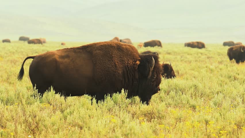 A bison lying peacefully in Yellowstone grasslands, showcasing serene and undisturbed wildlife