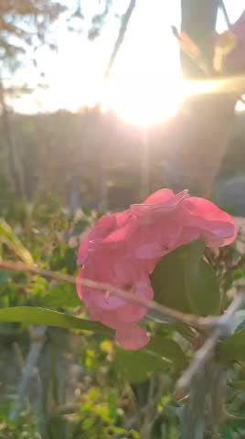sunset in field with flowers and mountains