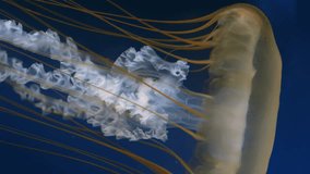 Giant fluorescent jellyfish swimming in deep ocean. Graceful venomous northern nettle medusa with tentacles drift. Amazing nature. - Powered by Shutterstock - Get 15% off with code: PIKWIZARD15