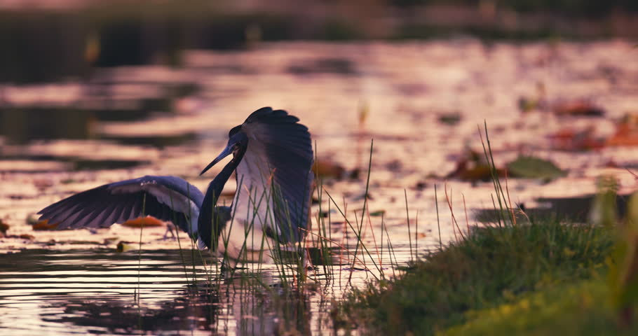 Grey heron great egret with open wings looking for fish in water lake surrounding tropical lush nature