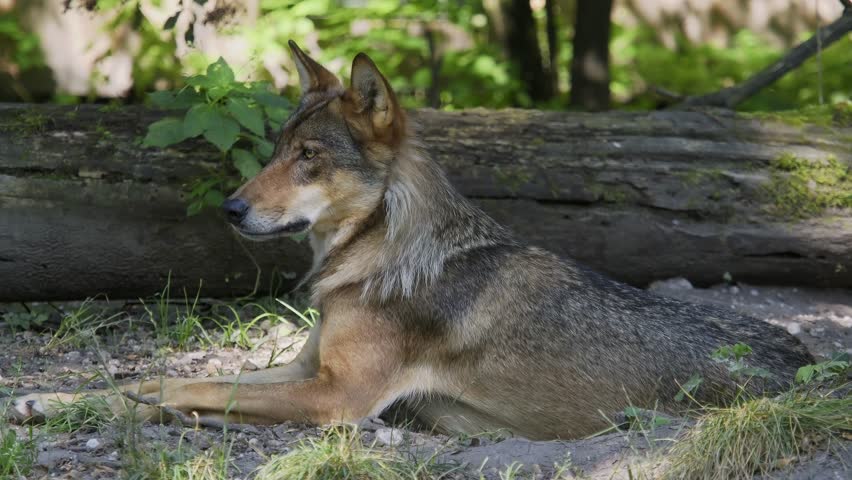 The wolf, Canis lupus, also known as the grey wolf or timber wolf is a canine native to the wilderness and remote areas of Eurasia and North America.