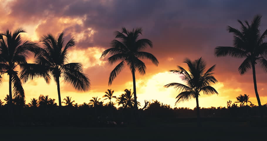 Tropical Beach Sunset with Palm Trees Silhouetted Against Vibrant Sky Clouds under golf field