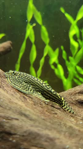 Reticulated Hillstream Loach Nano Fish in Freshwater Community Aquarium