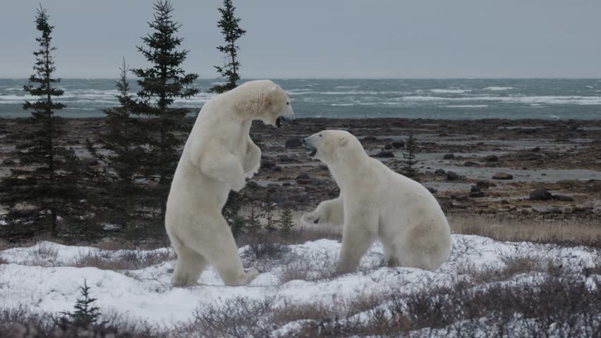 In Churchill Manitoba, two polar bears spar against a backdrop the icy waters of Hudson Bay. This captivating moment captures the essence of wildlife in their natural habitat in slow motion 120fps