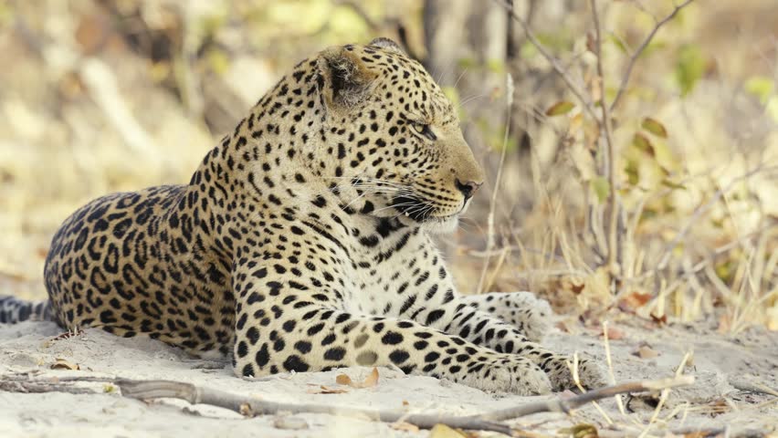 A leopard lies gracefully on the ground in Africa, blending into its surroundings and embodying the beauty of the wild