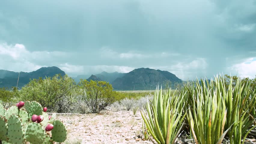 Big Bend National Park, Texas, USA - Dark clouds loom over desert mountains, rain pours steadily, and cacti sway gently in the wind.