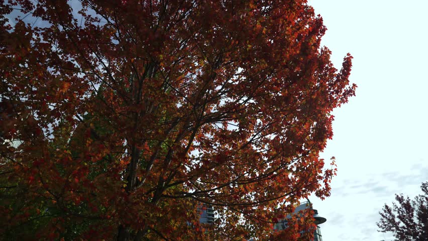 Slow motion orbit around deep red leaf tree in autumn on a cloudy day in a public park looking up