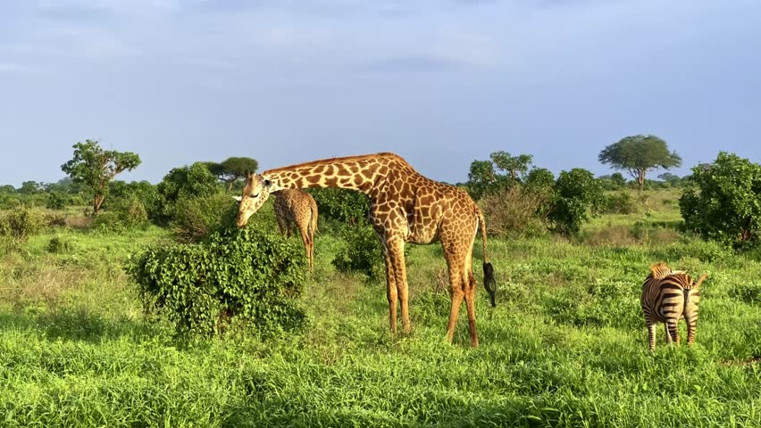 A herd of giraffes in the wild