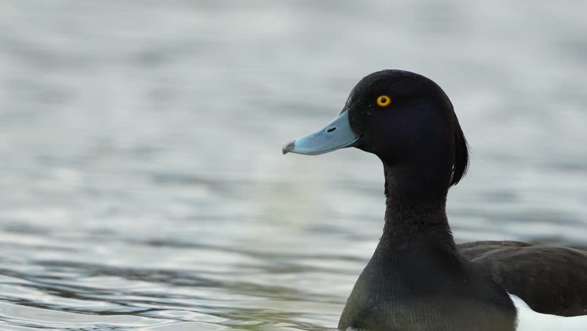 High detail closeup of male tufted duck looking into camera 4k
