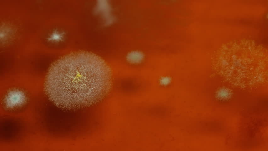 Fascinating decay time lapse of mold growth in detail.