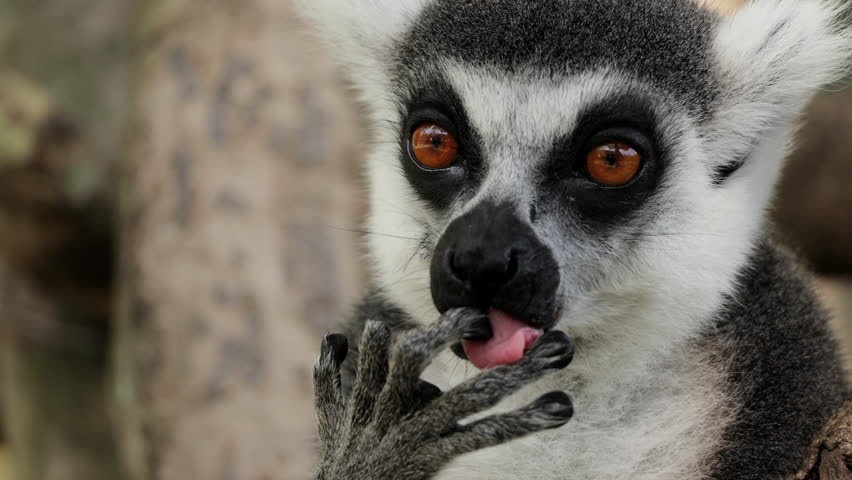 lemur closeup portrait yawns, ring-tailed lemurs, Tenerife, wildlife, Madagascar, primates, animal behavior, nature, zoo, furry animal, exotic animals mammals, animal sanctuary, animal kingdom. Nature