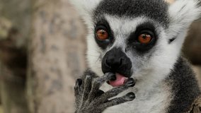 lemur closeup portrait yawns, ring-tailed lemurs, Tenerife, wildlife, Madagascar, primates, animal behavior, nature, zoo, furry animal, exotic animals mammals, animal sanctuary, animal kingdom. Nature - Powered by Shutterstock - Get 15% off with code: PIKWIZARD15