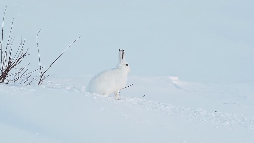 White Mountain Hare (Lepus timidus ainu) in Winter Norway