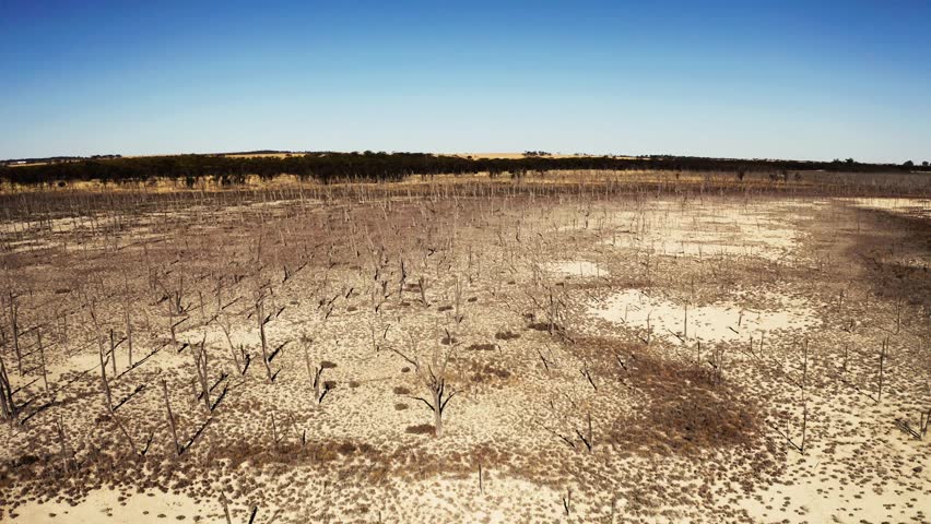 Drone push shot at low altitude over a forest of dead trees on a dry salt lake in Western Australia