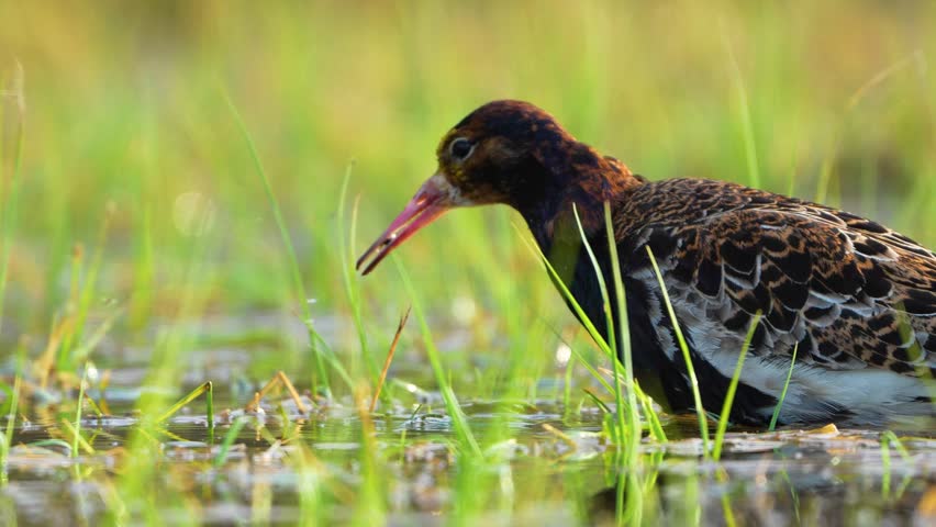 High detail ruff feeding in grassy wetlands slow motion