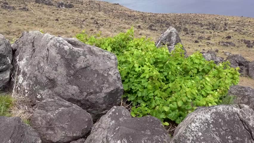 Easter island landscape view footage 