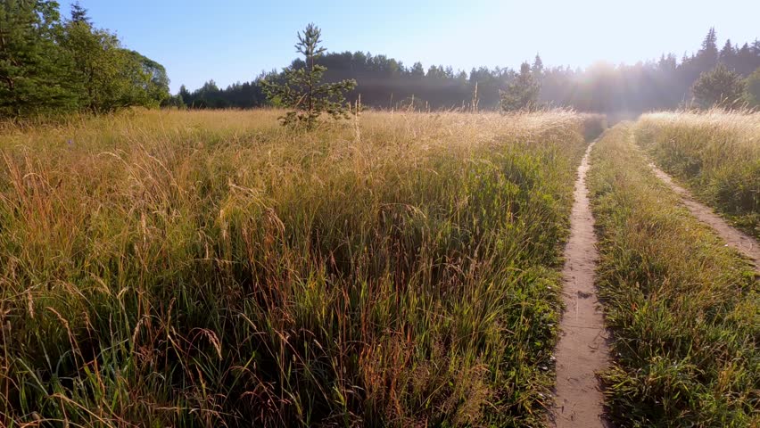 Scenic Hiking Trail Through Golden Meadow with Morning Sunlight and Forest Background. Natural dirt path winds through tall grass with sun rays creating magical atmosphere
