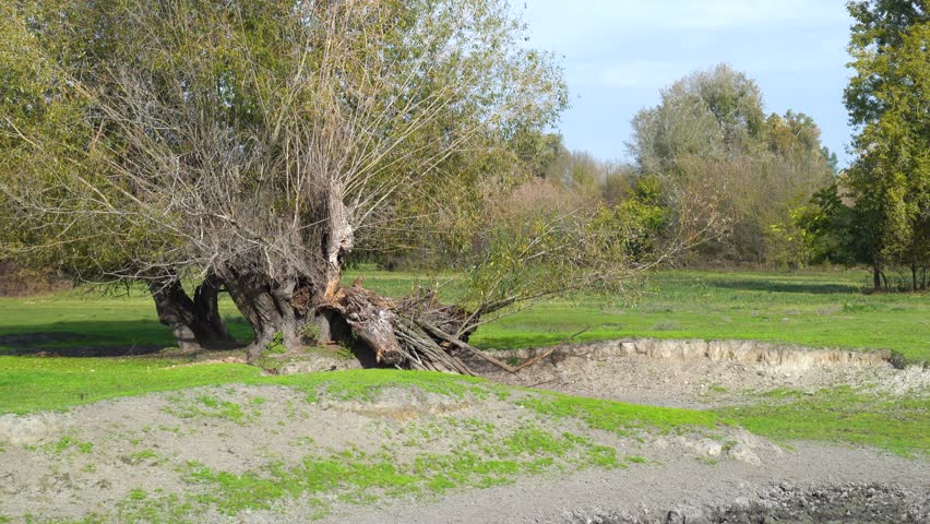 A fallen tree in the Kiskunság National Park Buffalo Reserve with surrounding greenery