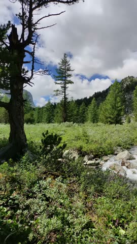 A tranquil mountain stream rushes over rocks, surrounded by vibrant greenery and towering trees under a cloudy sky, showcasing nature