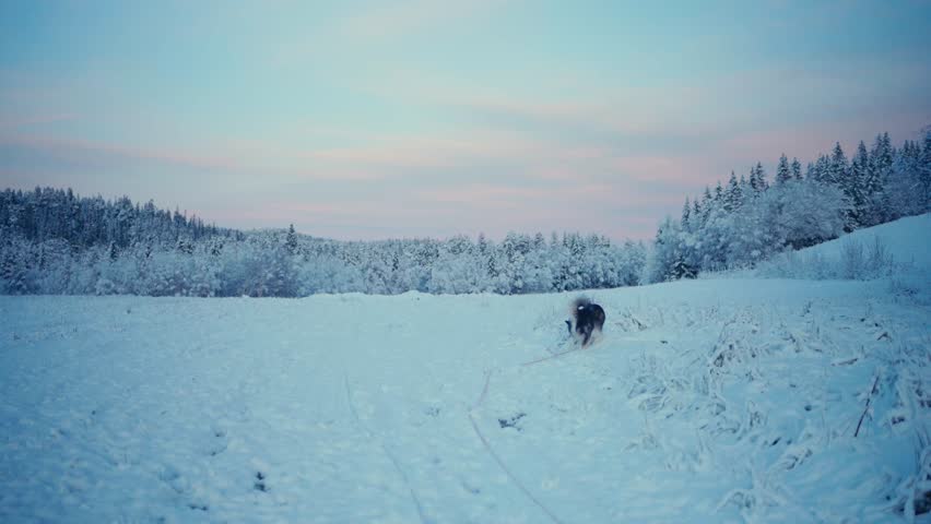 Alaskan Malamute Wandering In Snowscape Nature At Sunset. Wide Shot