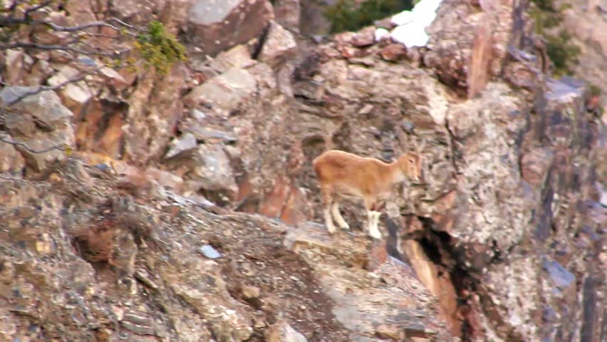Baby Markhor standing on the rock and enjoying the view.