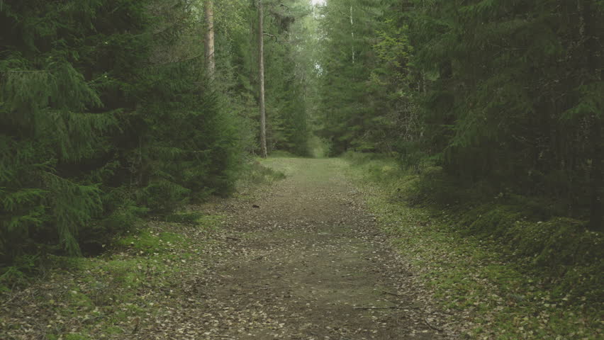 Ethereal drone footage gliding through Nordic forest corridor. Peaceful aerial perspective moving between birch and pine trees along the nature trail