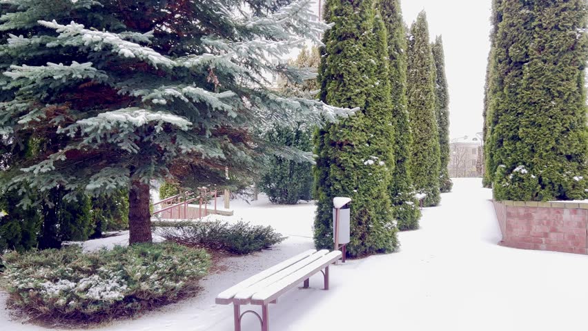 snow-covered bench in the park among thuja trees in winter