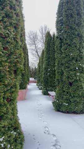 snow-covered bench in the park among thuja trees in winter